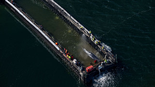 Schlepper nimmt Barge mit Wal auf den Haken
