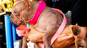Bulldoggen-Dame triumphiert: Petunia jetzt hässlichster Hund der Welt