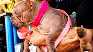 Bulldoggen-Dame triumphiert: Petunia jetzt hässlichster Hund der Welt