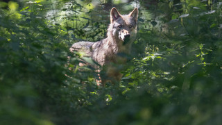 Wolf im Wald bei Niedernhausen gesichtet