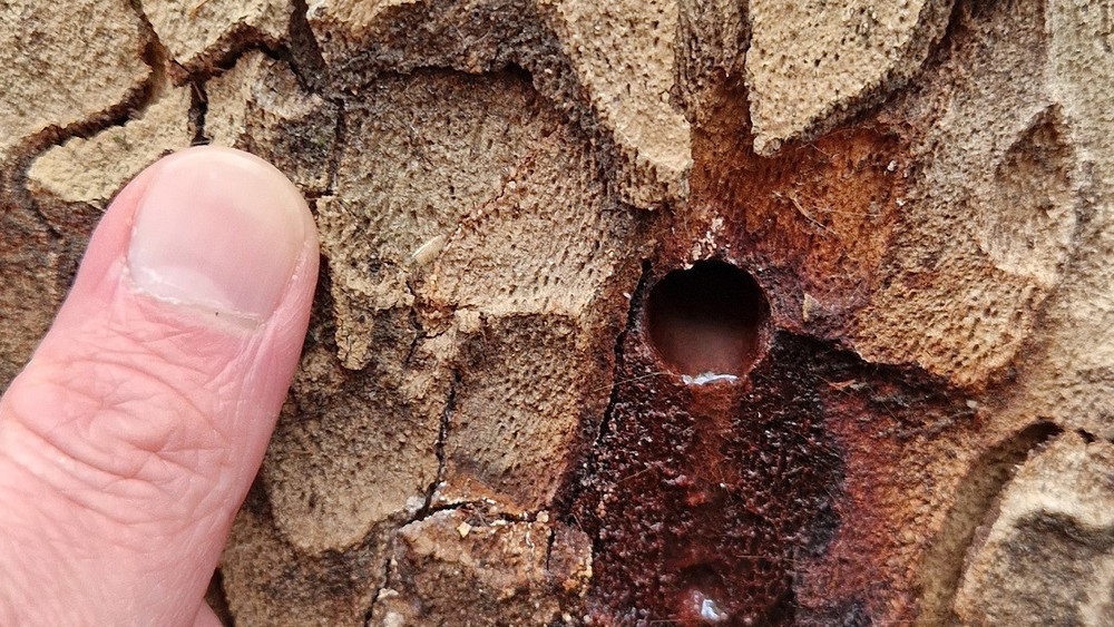 An den Stämmen der betroffenen Platanen sind laut Stadt auffällige Bohrlöcher zu sehen.