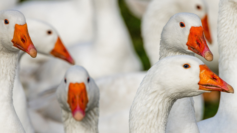Eine Gans der Statue “Gänsehirt von Dornheim” wurde geklaut (Symbolbild).