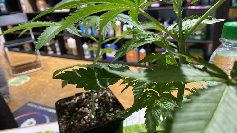 50 Gramm pro Monat darf der Club laut Gesetz an ein Mitglied abgeben. Allerdings rechne Sebastian Weissgerber eher mit einer Abgabe von 10 Gramm pro Monat.