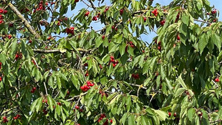 Hünfeld: Städtische Bäume können kostenlos abgeerntet werden