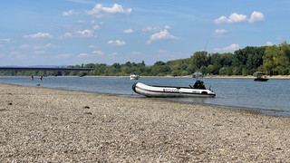 Mainz: Fische im Rhein haben Rekordhitze im Sommer überlebt