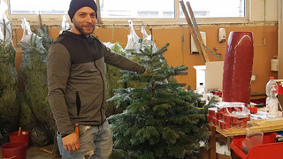 Nachhaltige Idee: Weihnachtsbaum mieten