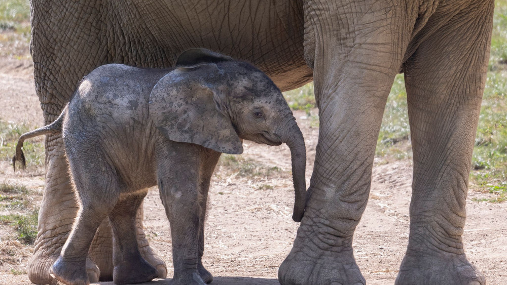 Elefantenbaby "Kaja" erkundet den Opel-Zoo