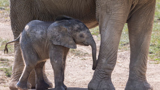 Opel-Zoo in Kronberg: Elefantenbaby Kaja ist über 1 Meter groß